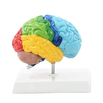 Дясното полукълбо на мозъка Модел на човешкото тяло PVC 1: 1 За обучение на студенти, модел за изграждане на учебни помагала